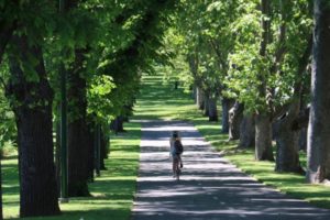 Melbourne Greenery